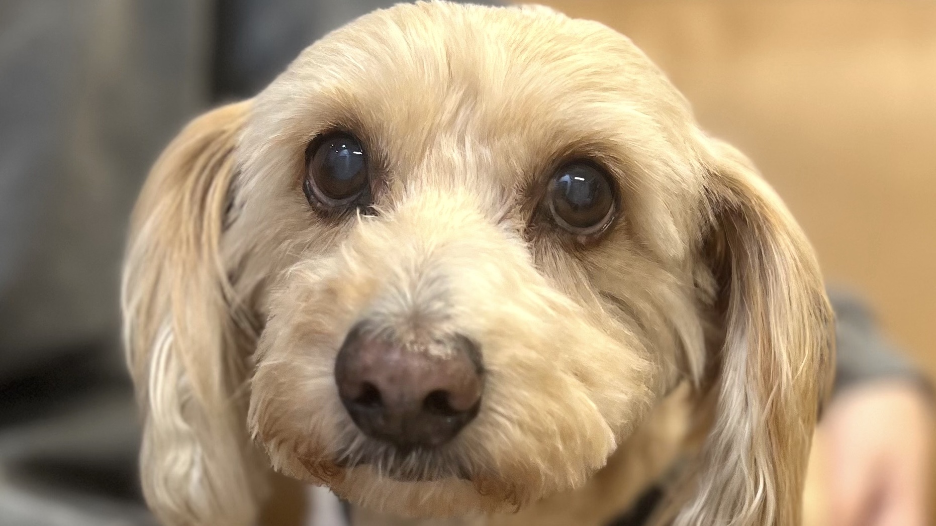 Wiggles - 15/10 Foundation