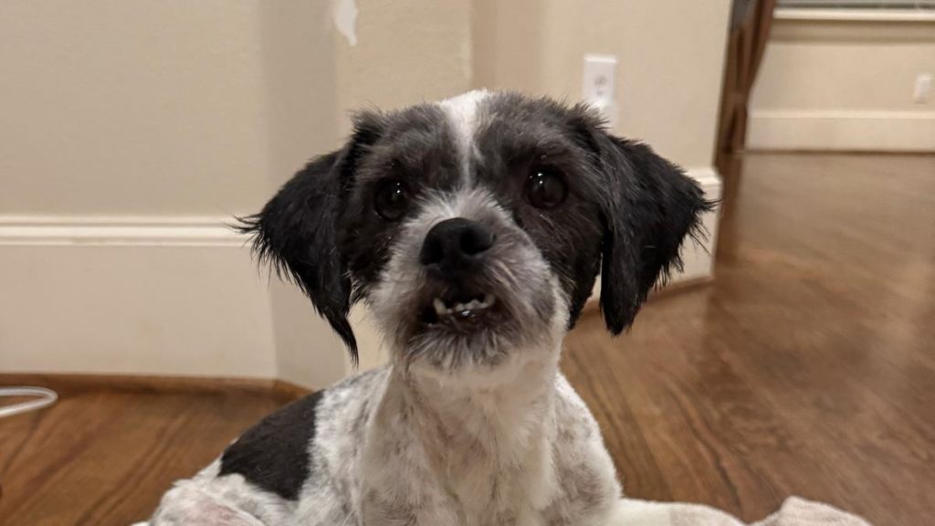 Mia Thermopolis image