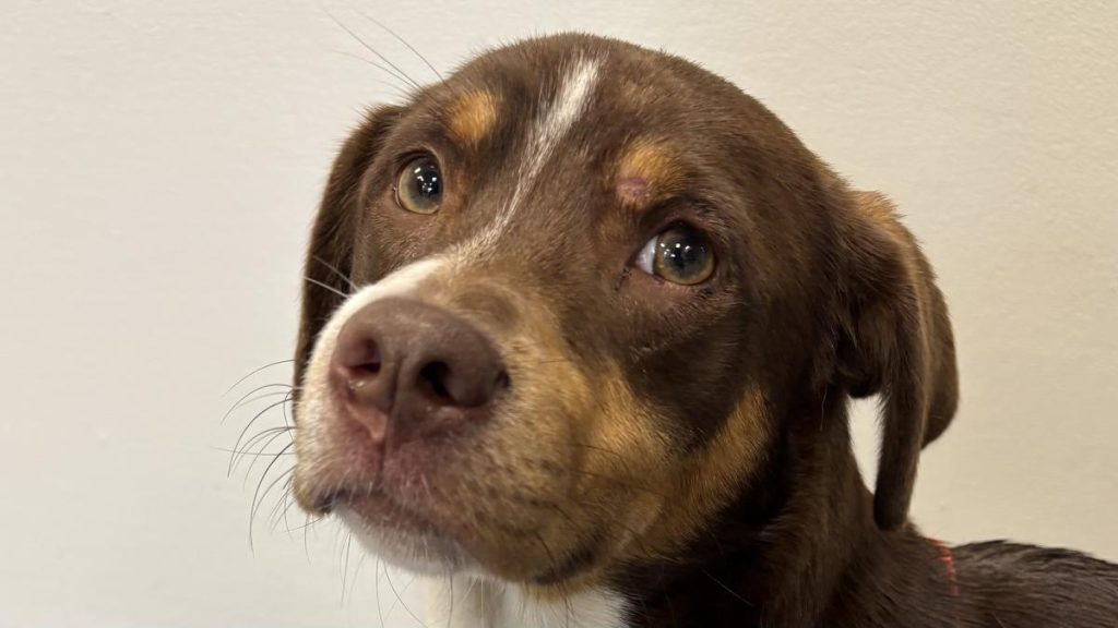 Buster Brown image