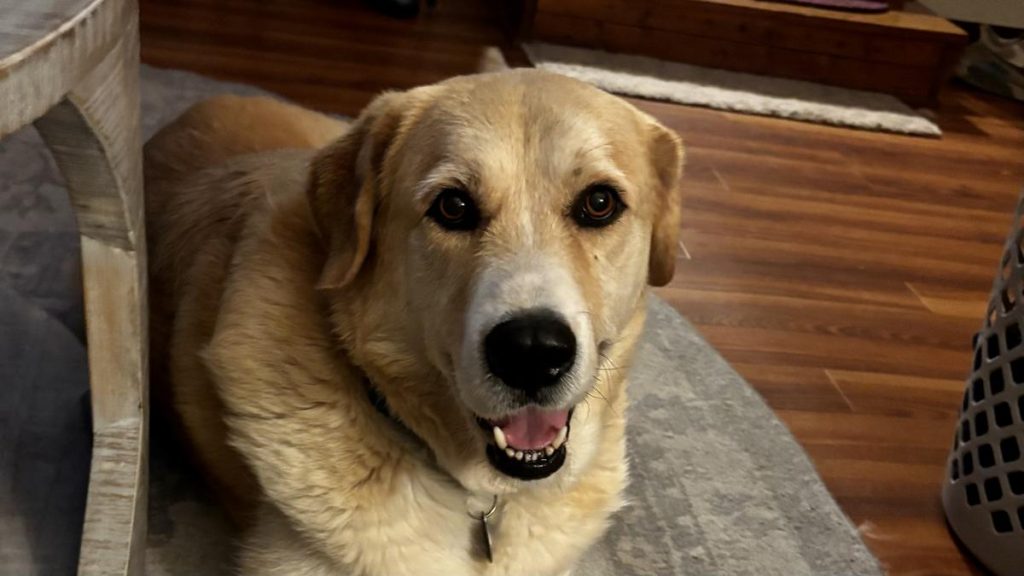 Casey image