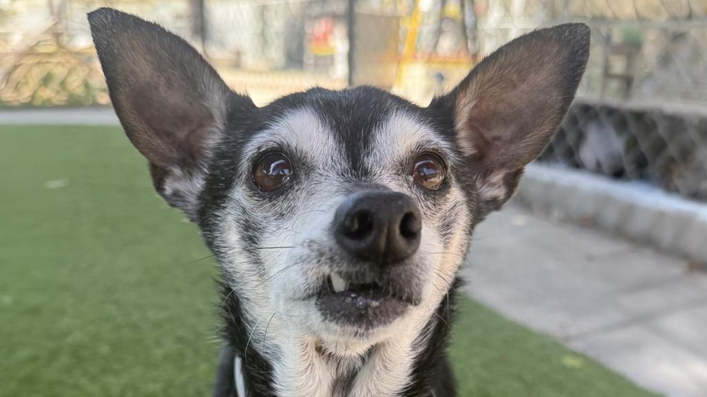 Chico image