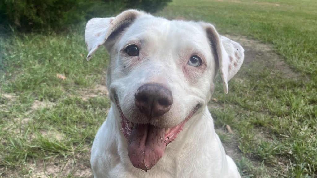 DoG image