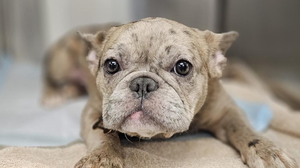 Frankie image