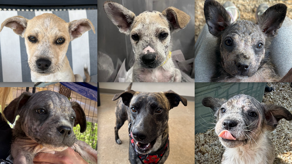 Lulu, Spudzy, Cruz, Shep, Garrison, and Naomi image