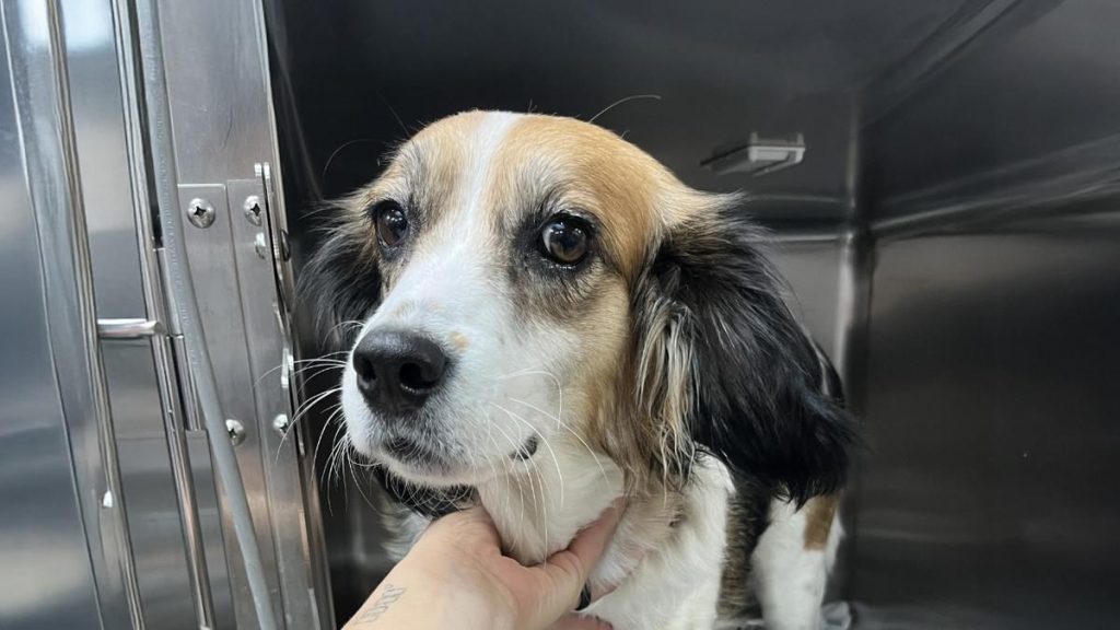 Mama Champagne image