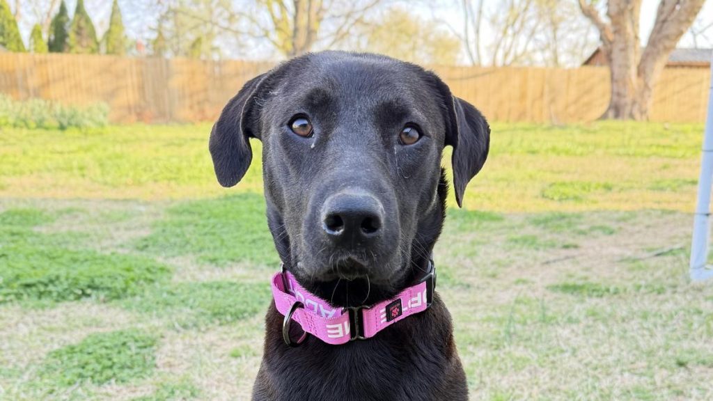 Mama Honeysuckle image