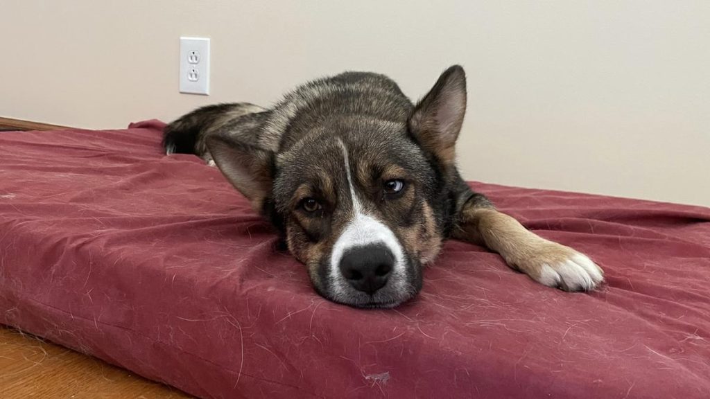 Mama Jelly Belly image