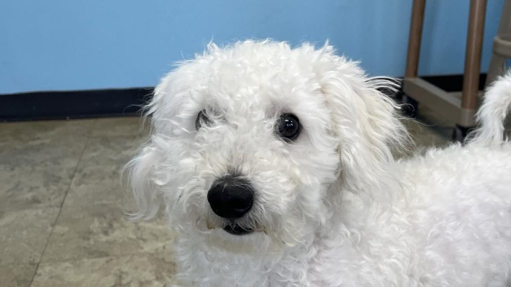 Poochie image