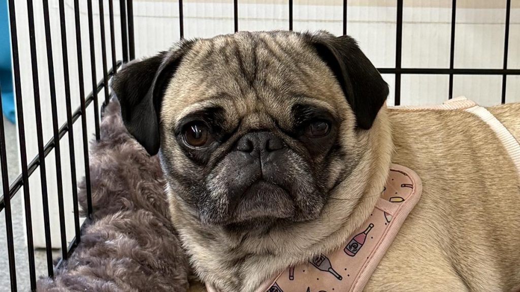 ShellyPug image