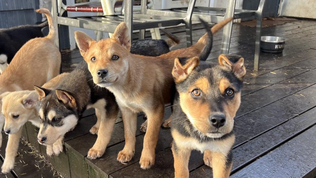 Wings of Fire Puppies image