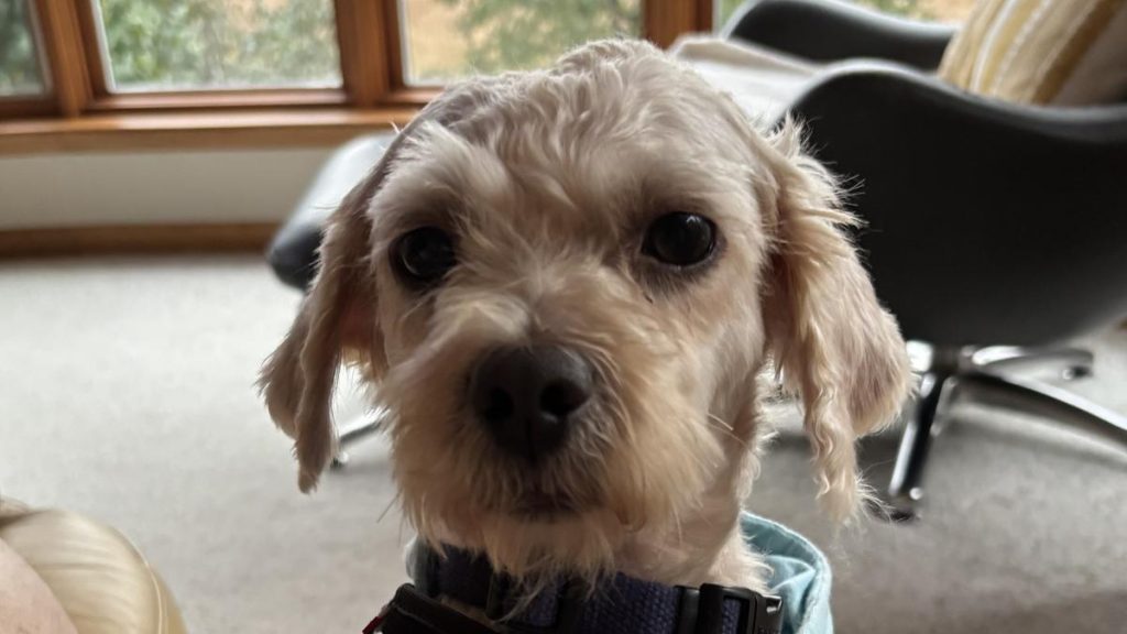 Ziggy image